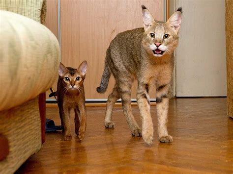 Chausie | Cat Breed Information & Facts – Pictures | Pets Feed