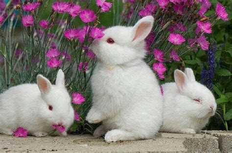 White Rabbit HD Wallpapers - Wallpaper Cave