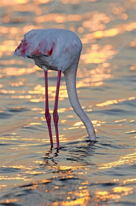 Greater flamingo feeding - Stock Image - Z824/0034 - Science Photo Library