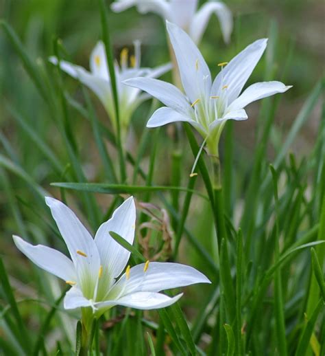 sweetbay: Easter Lilies