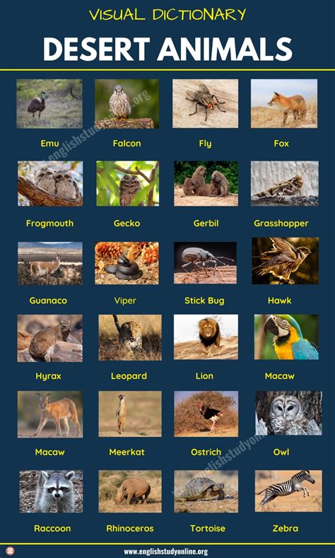 Desert Animals: List of 60+ Animals That Live in the Desert with Examples - English Study Online