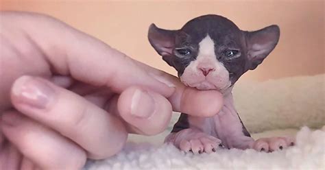 30 Adorable Sphynx Kittens to Make You Absolutely Obsessed With Them ...