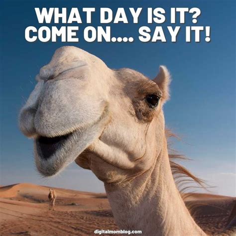 Happy Hump Day Meme