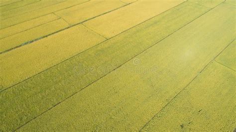 Aerial View of the Rice Field Stock Photo - Image of crops, autumn ...