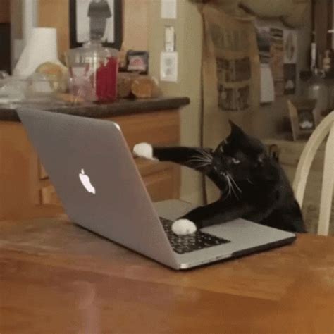 Cat Computer GIF - Cat Computer Typing - Discover & Share GIFs