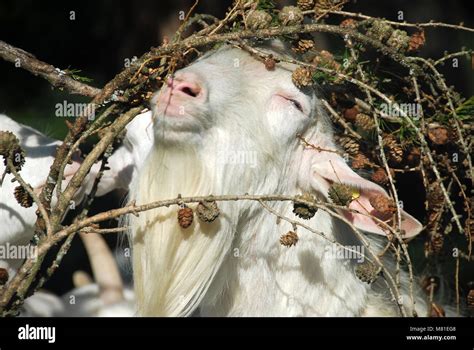 Saanen goats hi-res stock photography and images - Alamy