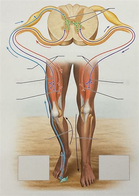 The flexor and crossed-extensor reflex Diagram | Quizlet