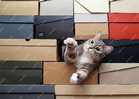 Premium Photo | Funny cat climbed into a pile of folded shoe boxes and ...