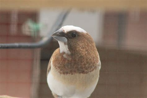 Bengalese/Society Finch Care & Breeding. | BackYard Chickens - Learn How to Raise Chickens