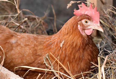 The Cornish Chicken Breed Profile – All You Need To Know - The Happy Chicken Coop