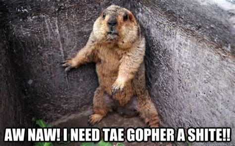 Aw naw! I need tae gopher a shite!! - gopher in a corner - quickmeme