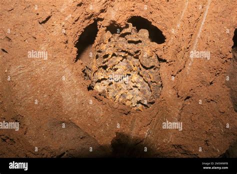 Inside termite mound Stock Photo - Alamy