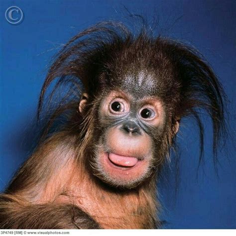 Bad hair day ;) | Fotos de animais engraçados, Macacos engraçados, Animais bebês