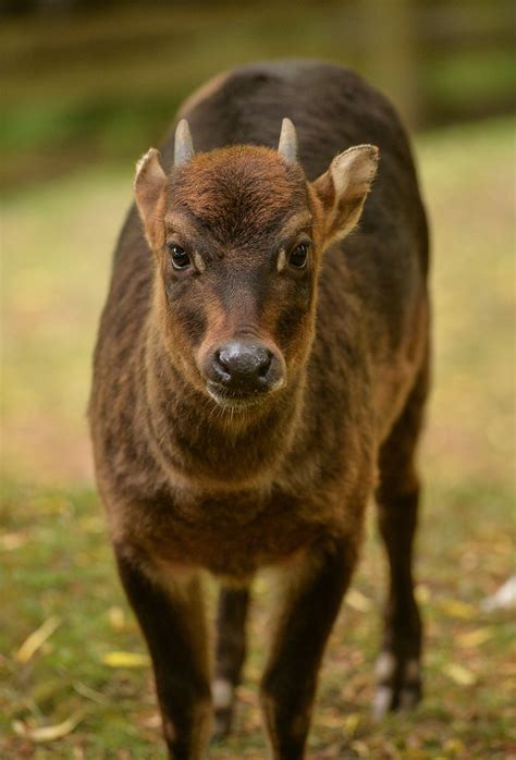 Action Indonesia: A global collaboration to conserve Anoa, Banteng and ...