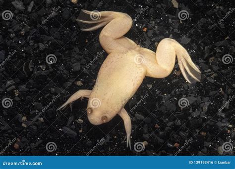 Albino Frog Africa Close Up Stock Photo - Image of frog, nature: 139193416