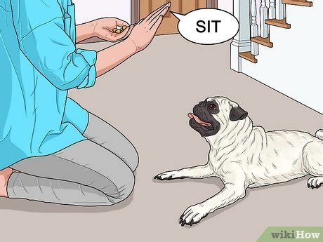 How to Train Pugs (with Pictures) - wikiHow Pet