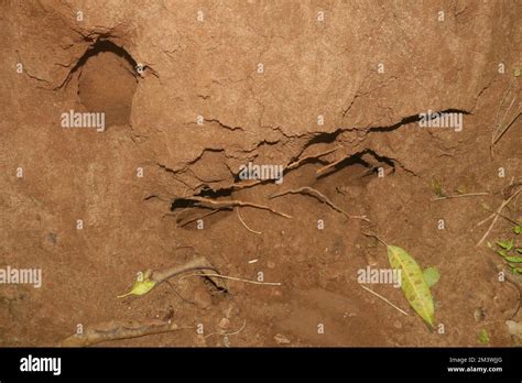 Inside termite mound Stock Photo - Alamy