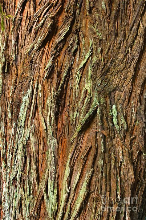 Redwood Bark Photograph by Ron Sanford - Fine Art America