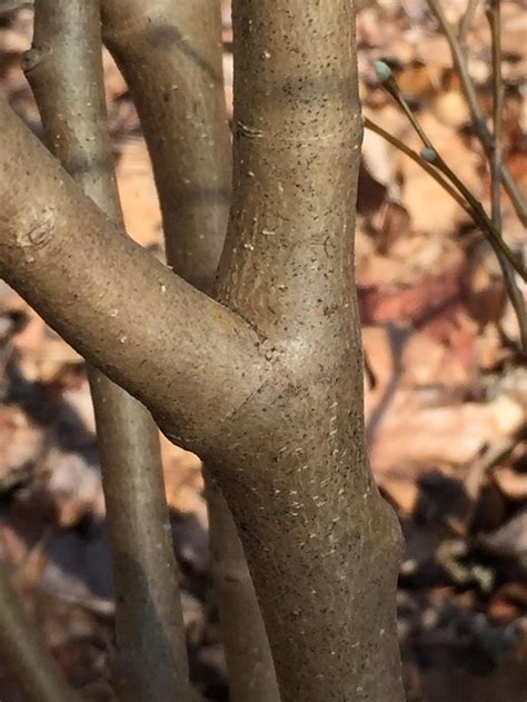 Identifying Trees by Their Bark