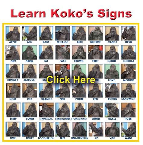 Sign Like Koko – The Gorilla Foundation