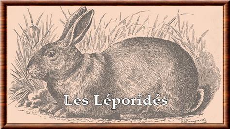 Leporidae