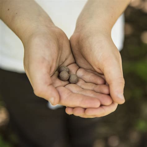 Backyard Nature X Thames Water Seedball giveaway - Backyard Nature