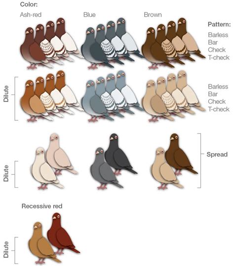 1000+ images about Pigeon Color Genetics on Pinterest | Spreads, Other and Its always