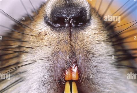 groundhog teeth images - Teeth Bonding