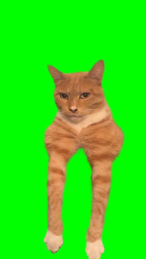 Orange Cat Mewing - Orange Cat Looksmaxxing meme (Green Screen) – CreatorSet