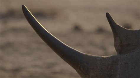 Anger and outrage over widespread rhino horn poaching | News | Al Jazeera