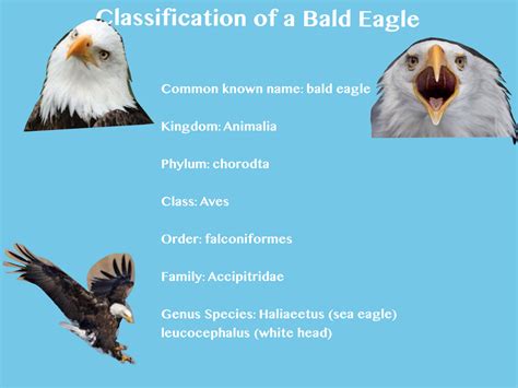 Classification of the Bald Eagle