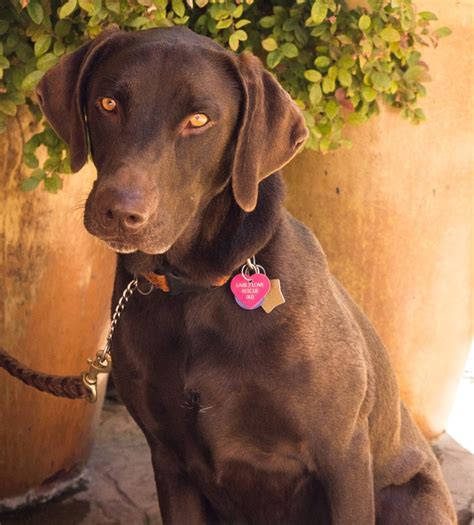 Chocolate Lab Puppies Rescue Ohio : labrador, chocolate, lab, puppy, rescue, adopt, Glen Allen ...