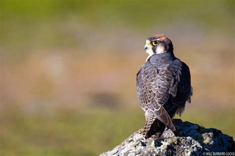 Lanner Falcon | Will Burrard-Lucas