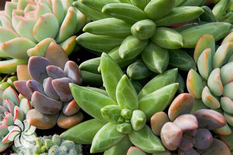 how to care for succulents Sempervivum, Sedum, Echeveria, Deck Garden, Garden Wall, Home And ...