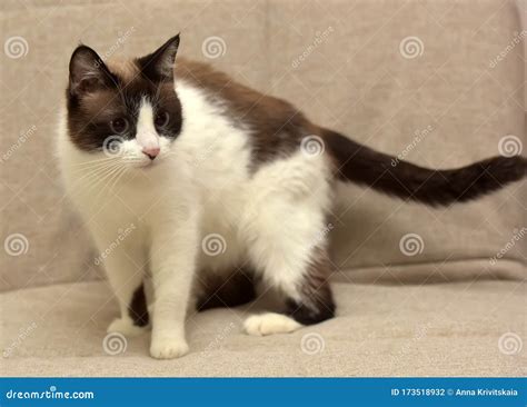 Thai cat with blue eyes stock photo. Image of point - 173518932