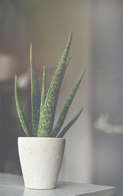 10 Indoor Air-Purifier Plants To Decorate Your House From Within! - HubPages