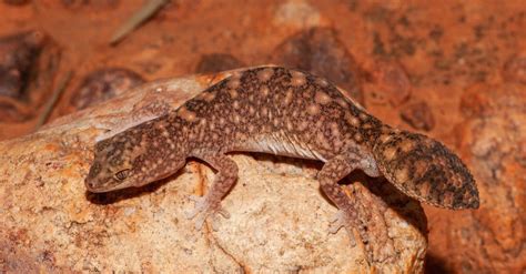 Australian Gecko Pictures - AZ Animals