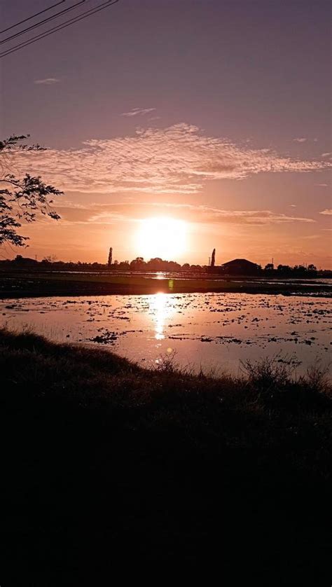 Rice field Sunset view 18792189 Stock Photo at Vecteezy