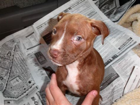 How Much Do Red Nose Pitbull Puppies Cost