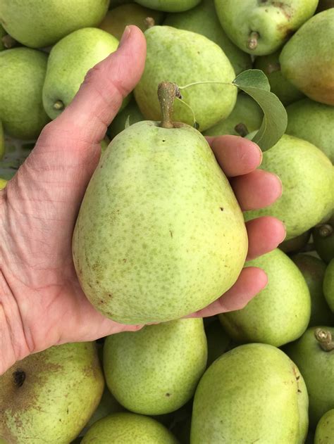 Wasatch Community Gardens | Salt Lake City, Utah - Organic Fruit Tree ...