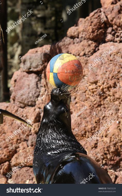 Sea Lion Doing Tricks With A Ball Stock Photo 70653229 : Shutterstock