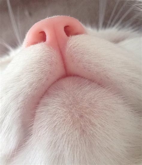 93 Close-Ups Of Cat Noses To Make Your Day