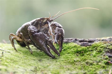 Did You Know These Things About White-Clawed Crayfish? – Animal Encyclopedia