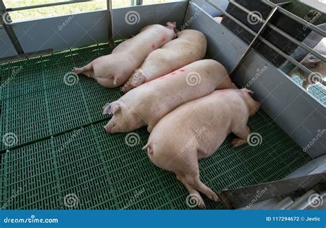 Pig Sleeping In Pigpen Stock Photography | CartoonDealer.com #149647670