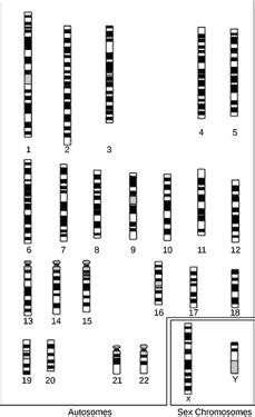 Autosomal DNA Test - What is It and What Does It Tell You?