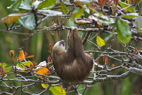 Starving to death on a full stomach | The Sloth Conservation Foundation