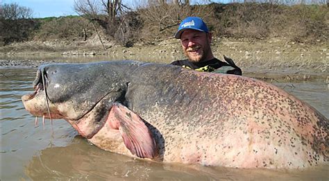 Fisherman Reels In 9-Foot, Record-Breaking Catfish