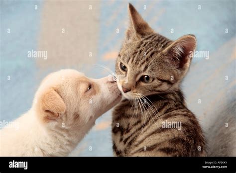 young pup kissing young cat Stock Photo - Alamy