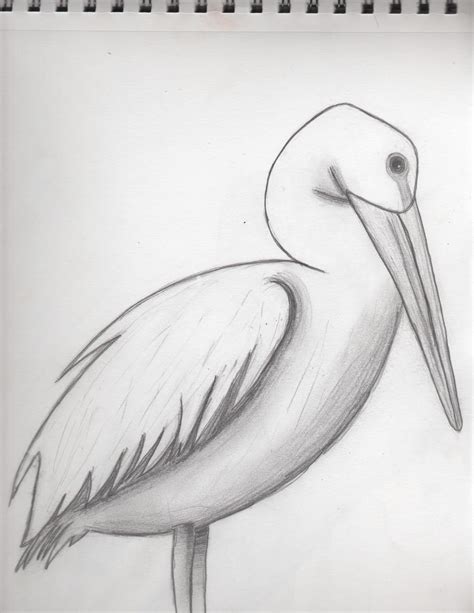 Pelican Sketch by ImmaEatYoCookies on DeviantArt