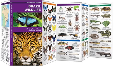 Brazil Wildlife (Pocket Naturalist® Guide)